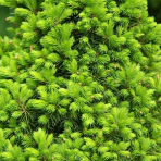 Smrek biely (Picea glauca) ´RAINBOW´S END´ – výška 10-20 cm, kont. C2L